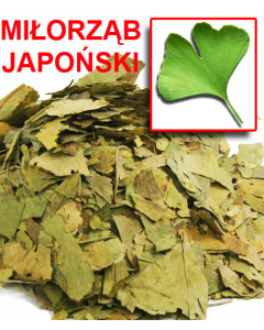 GINKGO BILOBA MIŁORZĄB JAPOŃSKI